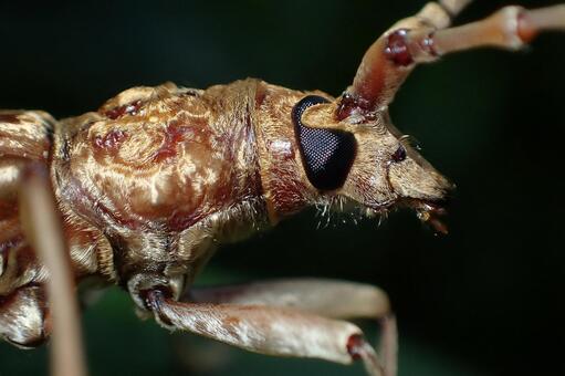 キマダラミヤマカミキリ頭部 キマダラミヤマカミキリ,カミキリムシ,キマダラカミキリの写真素材