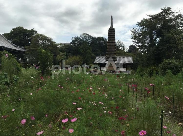 般若寺　コスモス寺　十三重石宝塔　奈良市 般若寺,コスモス寺,十三重石宝塔の写真素材