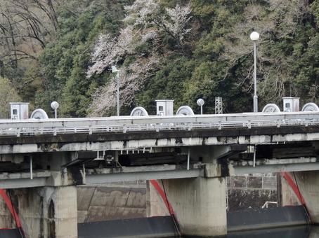 ダムと桜の写真