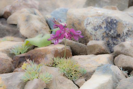高山植物 高山植物の写真