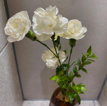 花瓶の花 白い花 カーネーション 花瓶の花 白い花 カーネーションの写真