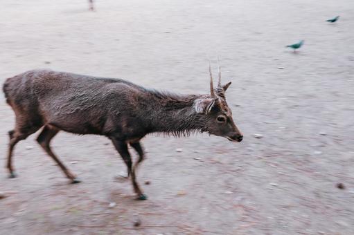 先を急いでいるので失礼します 鹿,動物,哺乳類の写真素材