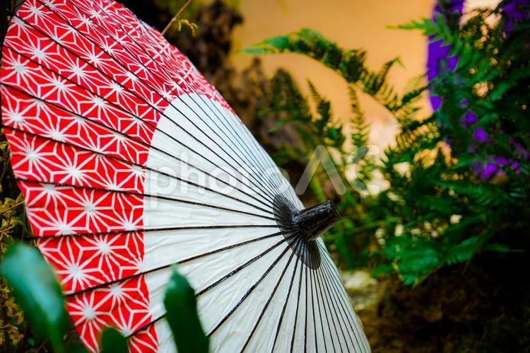 赤い和傘とシダ 赤い和傘,シダ,日本の写真素材