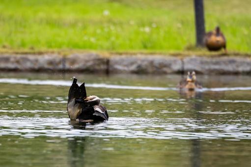 Spot-billed Duck ⑹, JPG Spot-billed Duck ⑹, JPG