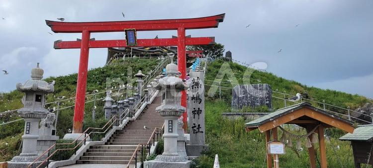 青森　蕪嶋神社 蕪嶋神社,ウミネコ,蕪島の写真素材