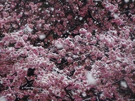 河津桜と雪 河津桜と雪 河津桜,桜,サクラの写真素材