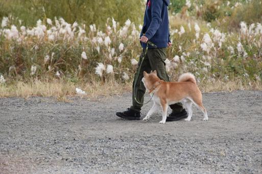 27ページ目 犬 走るの写真素材 写真素材なら 写真ac 無料 フリー ダウンロードok