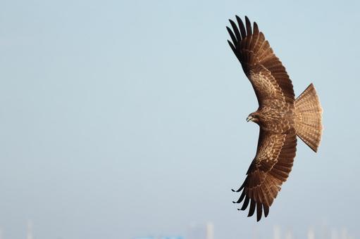 Photo, kite, bird, tonbi, 