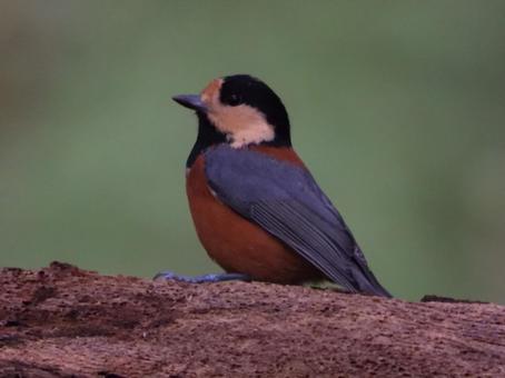 小根山野鳥の森で撮ったヤマガラ 小根山野鳥の森で撮ったヤマガラの写真