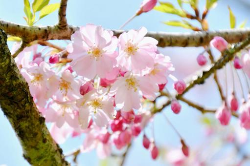 薄紅色の半八重桜 思川 薄紅色の半八重桜 思川の写真