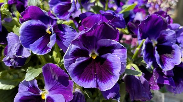 春の日差しに咲く紫色のパンジーの花 春の日差しに咲く紫色のパンジーの花の写真