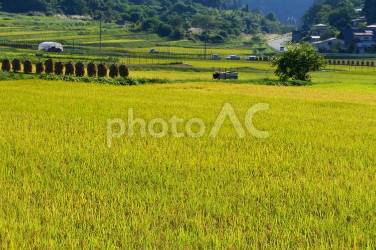 収穫の秋、大蕨の棚田。 大蕨の棚田,山辺,山形の写真素材