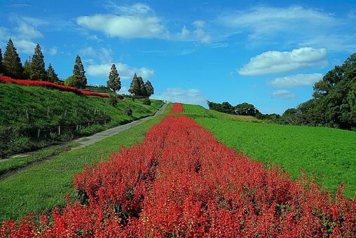 淡路島 あわじ花さじき㉜ サルビア 淡路島 あわじ花さじき㉜ サルビア 兵庫県,あわじ花さじき,サルビアの写真素材