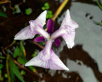 梅雨空に映える鮮やかな花菖蒲 梅雨空に映える鮮やかな花菖蒲 花菖蒲,花しょうぶ,ショウブの写真素材