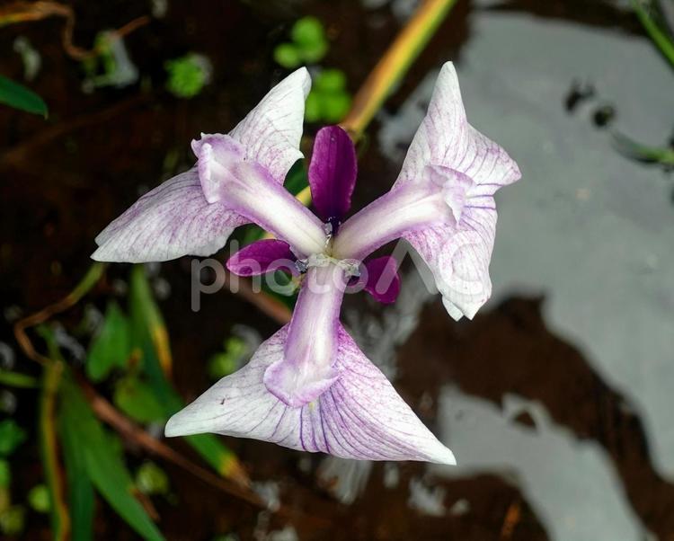 梅雨空に映える鮮やかな花菖蒲 花菖蒲,花しょうぶ,ショウブの写真素材