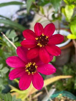 花 植物 花 植物の写真