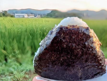 田んぼでおにぎり 田んぼでおにぎり おにぎり,おむすび,米の写真素材