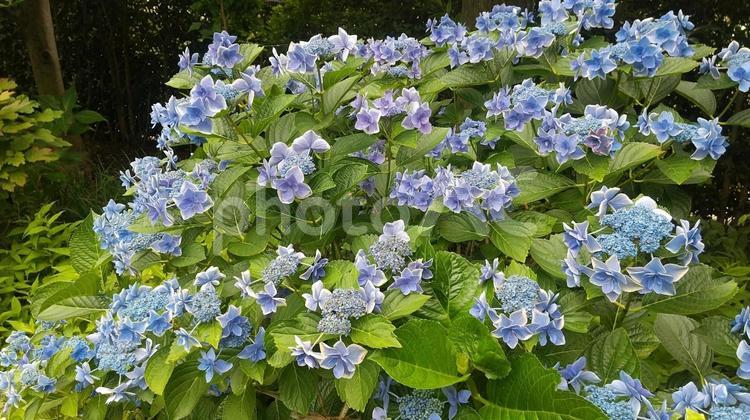 青いガクアジサイの花 花,紫陽花,青の写真素材