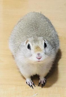 Photo, richardson&#39;s ground squirrel, dilith, small animals, 