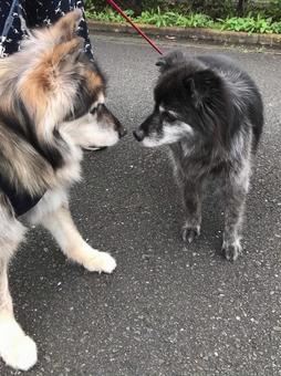 ご挨拶 ご挨拶 兄妹犬,仲良し,散歩の写真素材