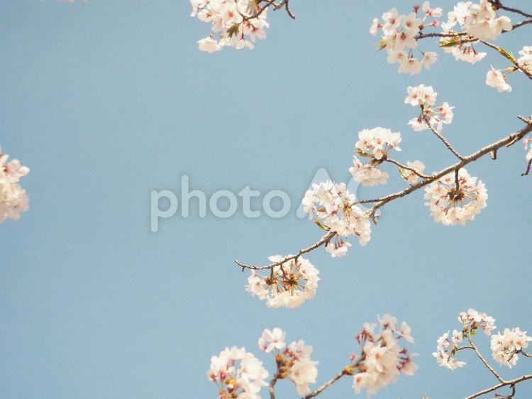 晴れの日のさくら さくら,サクラ,桜の写真素材