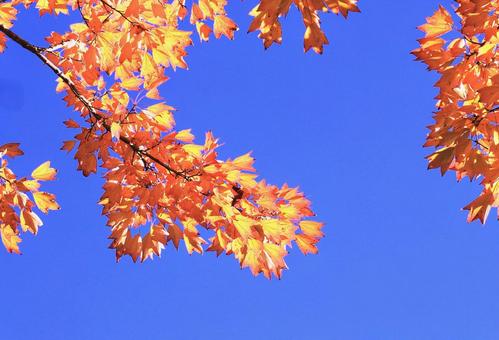 青空に映えるトウカエデの紅葉 青空に映えるトウカエデの紅葉 紅葉,青空,秋の写真素材