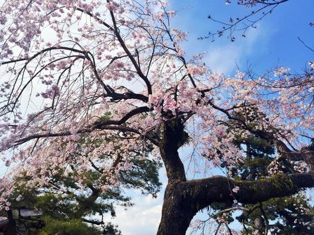 桜 桜の写真