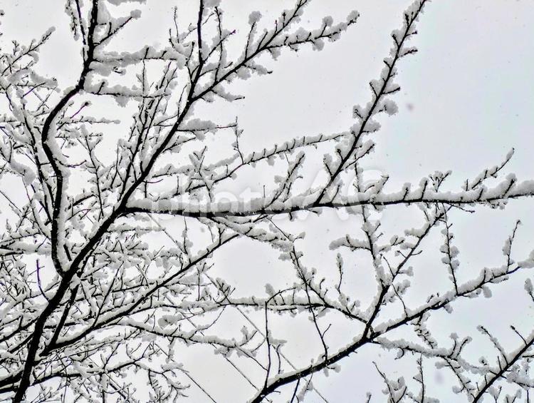 木々に積もる雪の風景 冬,雪,綿雪の写真素材