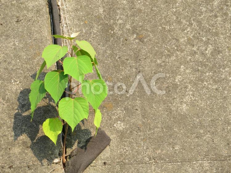 コンクリートの隙間から生える草 草,自然,アスファルトの写真素材