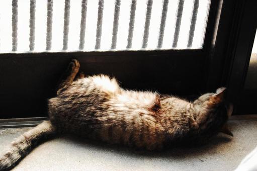 玄関と猫 玄関と猫の写真