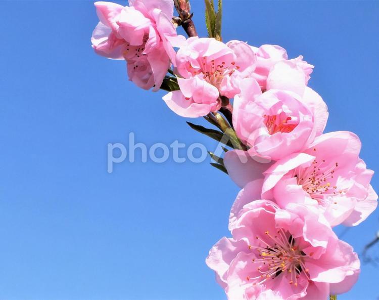 桃の花の美しいカーブ 桃,桃の花,花の写真素材