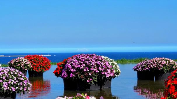 ひたち海浜公園・サンパチェンスの花＆海 初秋,国営ひたち海浜公園,サンパチェンスの写真素材