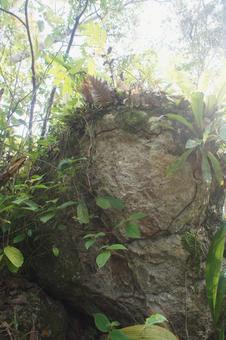 岩 岩,割れ目,草の写真素材