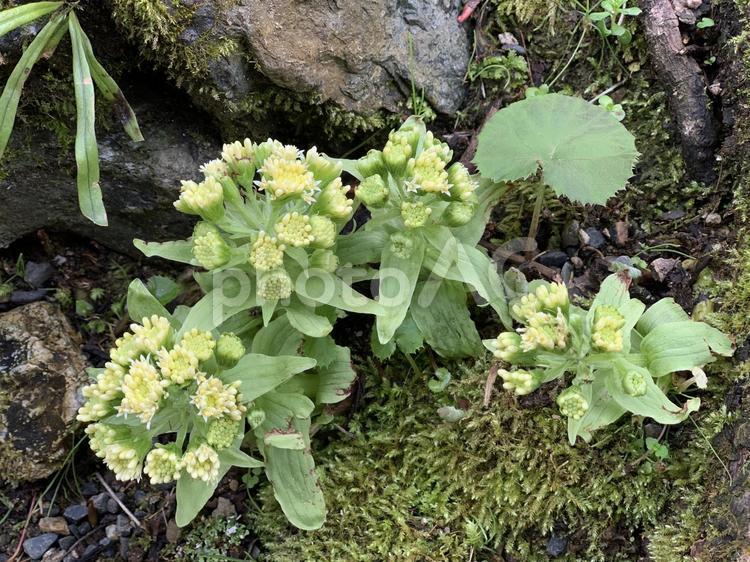 ふきのとう ふきのとう,蕗のとう,ふきの花の写真素材