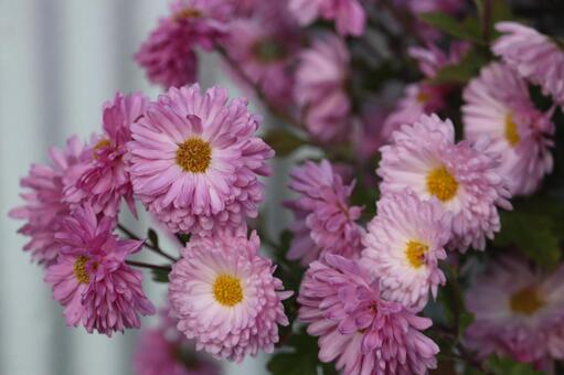 アスター 菊,花,植物の写真素材