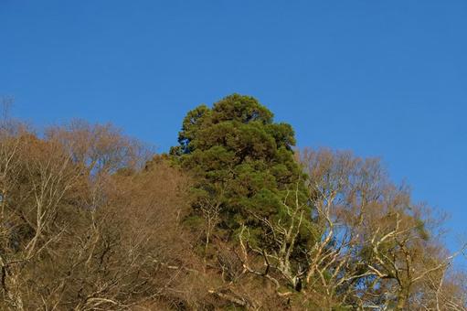 木と青空② 木と青空②の写真