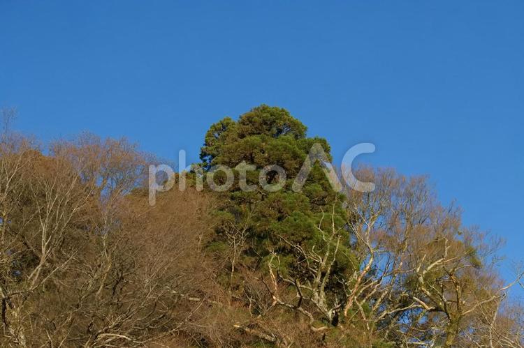木と青空② 木,大木,緑の写真素材