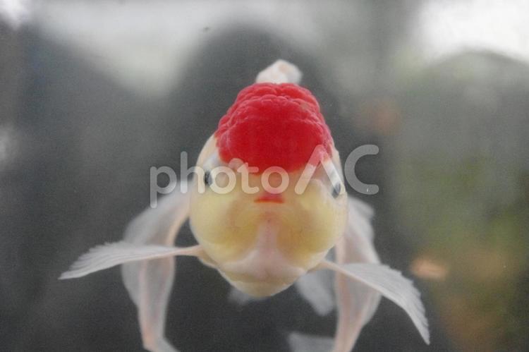 ひらひら舞う赤い美しさ｜金魚のアップ 金魚,魚,オレンジの写真素材