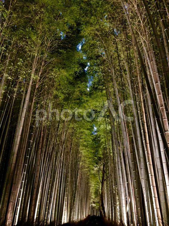 ライトアップされた竹林 木材,自然,木の写真素材
