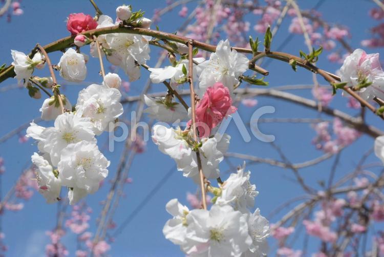 シダレウメ 植物,花,ピンクの写真素材
