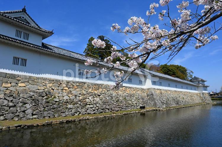 桜咲く滋賀県彦根城二の丸佐和口多聞櫓と堀 彦根城,二の丸佐和口多聞櫓,外堀の写真素材