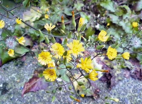 黄色の花 黄色の花の写真