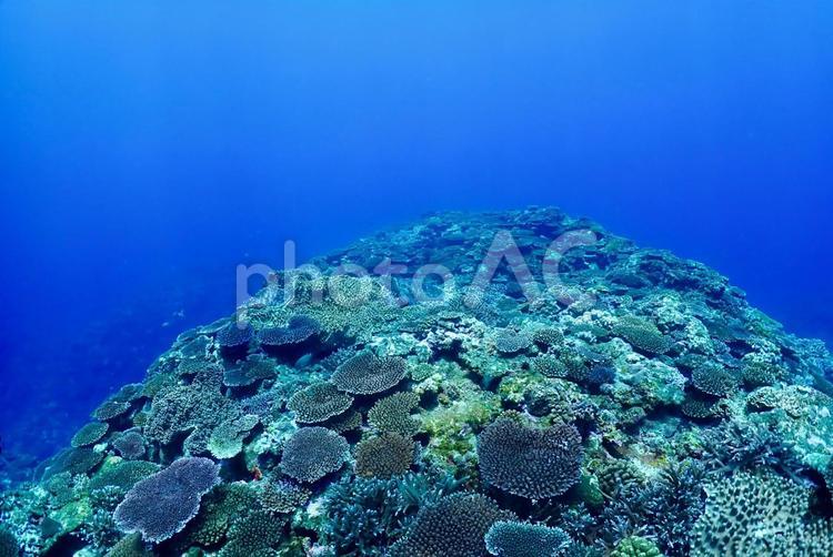 沖縄・西表島　青い海と珊瑚礁 スキューバダイビング,ダイビング,海中の写真素材