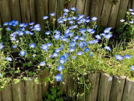 ネモフィラ ネモフィラ,花,植物の写真素材