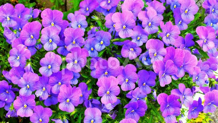 ブルーのたくさんのビオラの花 ビオラ,可愛い,青い花の写真素材