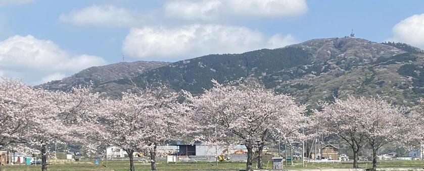 sakura001 sakura001 風景,桜,山の写真素材