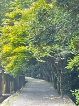 青々とした木々の散歩道2 青々とした木々の散歩道2の写真