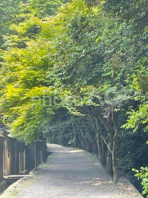 青々とした木々の散歩道２ 木々,緑,木漏れ日の写真素材