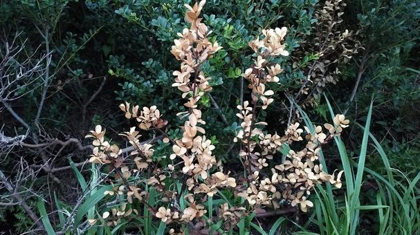 太陽に向かって咲く花 太陽に向かって咲く花 枝,草,木の写真素材