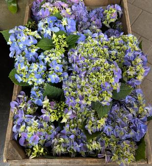 紫陽花 紫陽花,あじさい,花の写真素材